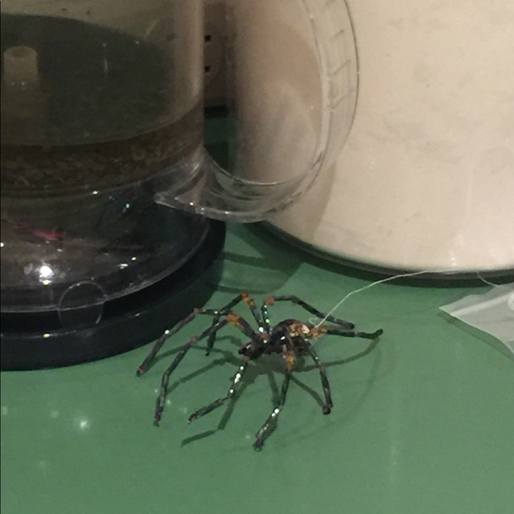 🥺🕷Scary Beaded Spider!🕷🙀 - Picture 4 of 8